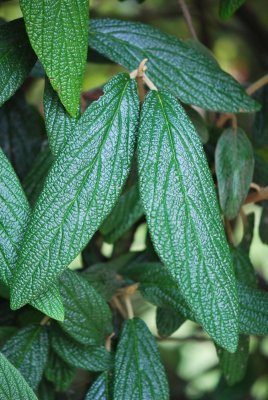 Viburnum rhytidophyllum - kalina vrásčitá - listy 2